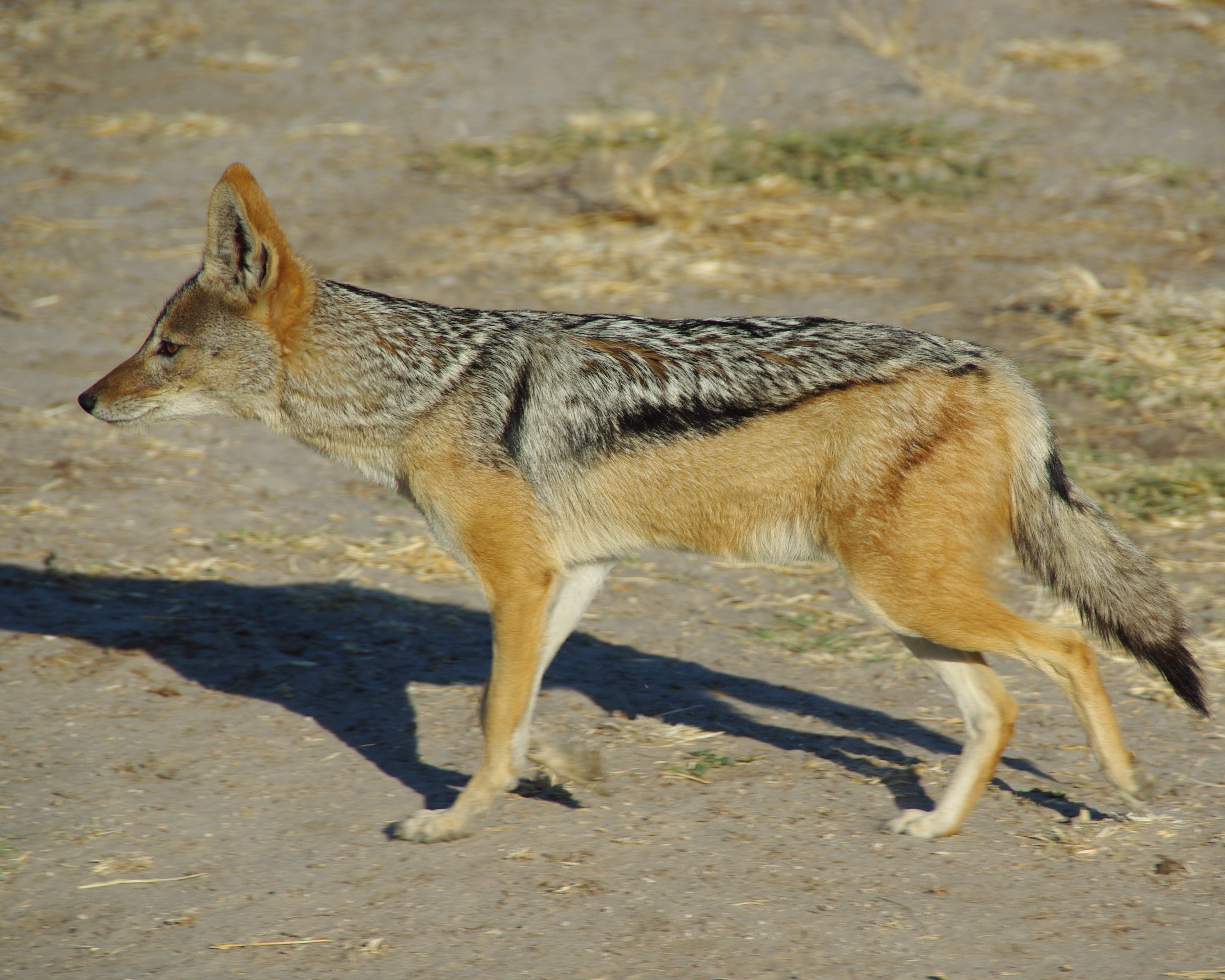 Chacal à chabraque adulte (Black-backed jackal, Canis mesomelas), Savuti camp, Delta de l'Okavango, Botswana.